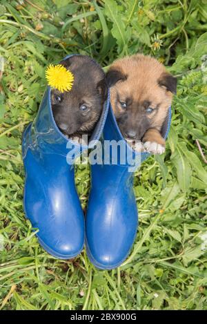 Zwei junge Welpen aus sibirischem Hundefell auf grünem Gras mit Löwenzahn und blauen Stiefeln im Sommer Stockfoto