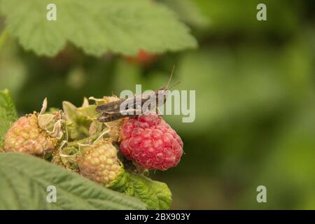 Ein brauner kleiner Heuschreckenschreffer sitzt auf einer roten Himbeerbeere mit grünen Blättern und unreifen Beeren Stockfoto