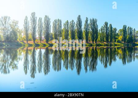 Allee von üppigen grünen Pappeln spiegelt sich im Wasser an sonnigen Sommertag. Stockfoto