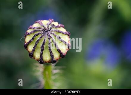 Samenkapsel aus Mohn (Papaver rhoeas), kurz nachdem er Blüten verloren hat. Roter Mohnmakro. Stockfoto