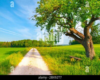 Tschechische ländliche Landschaft. Kleine Holzbank unter dem grünen Baum neben Landstraße. Idyllischer Ort, um sich auszuruhen. Stockfoto