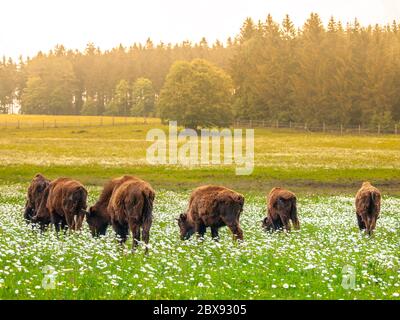 Herde amerikanischer Bisons auf grüner Wiese. Stockfoto