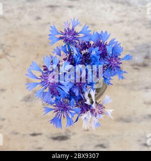 Draufsicht der blauen Kornblume, Centaurea cyanus, auf Holztisch Hintergrund Bokeh. Stockfoto
