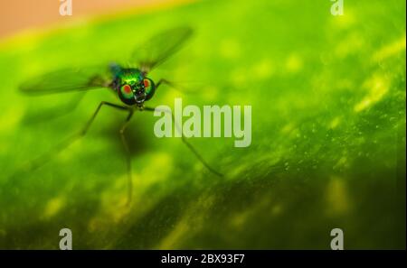 Langbeinige Fliege ( CondyloStylus ) Augen auf ein Blatt mit verschwommenem Hintergrund fokussiert. Makroaufnahme von langbeinigen Fliegen auch als Grüne Moskito genannt. Stockfoto