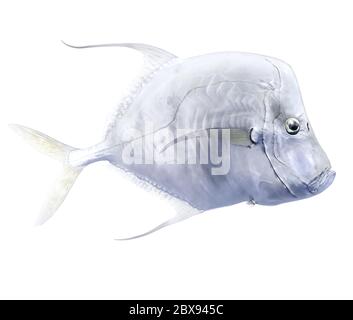 Illustration eines Fischs, eines Wildfisches der Familie Carangidae. Die schimmernden Schuppen machen sie unter Wasser fast unsichtbar. Stockfoto