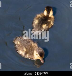 Ein Paar Mallard-Entenküken im Wildfowl and Wetlands Trust London Wetland Centre, Barnes, London, England Stockfoto