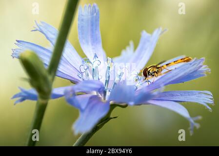 Schweben Sie fliegen oder Blumenfliegen mit großen roten Augen und gelben Streifen auf dem Körper, Fütterung in bunten Wildblumen während des Morgens Stockfoto