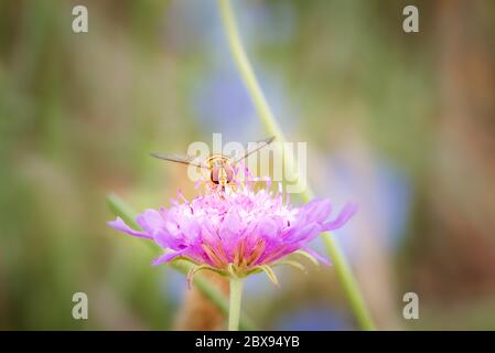 Schweben Sie fliegen oder Blumenfliegen mit großen roten Augen und gelben Streifen auf dem Körper, Fütterung in bunten Wildblumen während des Morgens Stockfoto