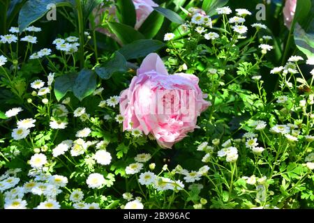 Rosa Pfingstrose, Pfingstrose, Paeonia & Feverfew Stockfoto