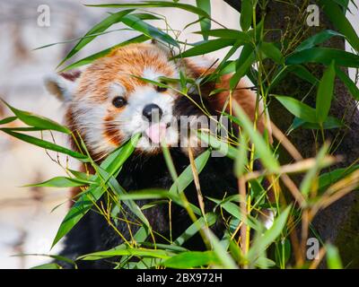 Roter Panda sitzt auf dem Ast und hält seine Zunge heraus. Stockfoto