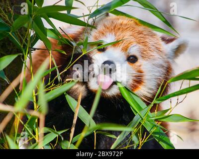 Roter Panda sitzt auf dem Ast und hält seine Zunge heraus. Stockfoto