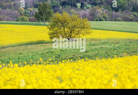 Landschaftlich reizvolle Landschaft im Frühling mit einsamen Baum zwischen gelben blühende Rapsfelder. Thema Landwirtschaft. Stockfoto