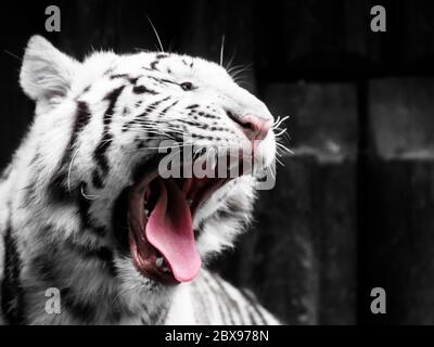 Brüllendes weißes Tiger-Porträt. Schwarzweiß-Bild. Stockfoto