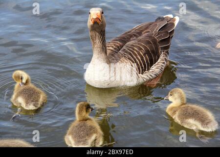 Mutter 'Goose mit Gänsen auf den Norfolk Broads Stockfoto