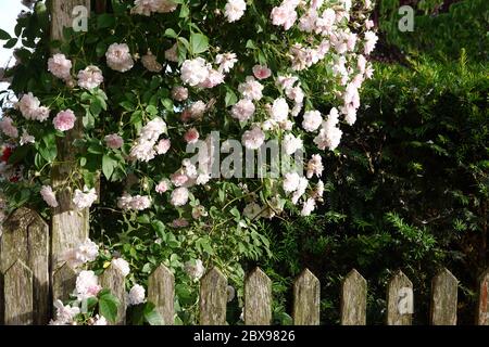 Nahaufnahme von blassrosa Blüten von Wanderrosen oder Kletterrosen auf verwittertem Holzzaun und Pergola, verträumter Blütenstand in romantischer Landhausbaumwolleart Stockfoto