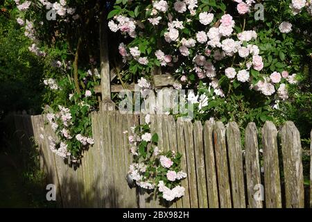 Nahaufnahme von blassrosa Blüten von Wanderrosen oder Kletterrosen auf verwittertem Holzzaun und Pergola, verträumter Blütenstand in romantischer Landhausbaumwolleart Stockfoto