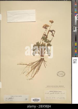 Viola pedata L Viola pedata L. Stockfoto