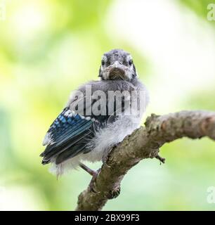 Baby Blue Jay Jungling aus auf es ist allein und auf der Suche nach Mama Stockfoto