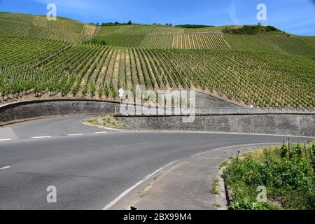 Moseltal mit steilen Weinbergen bei Ürzig Stockfoto