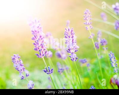 LeVander, auch Levandula genannt, violett blühende Pflanze im grünen Garten. Stockfoto