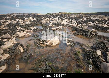 Jurassic Felsvorsprünge und Felsenpools am Vorland bei Ebbe am Kilve Beach, Somerset, England, Großbritannien. Stockfoto