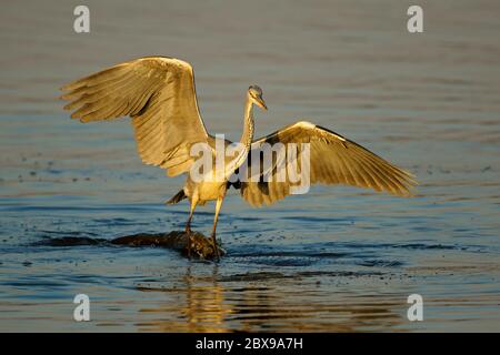 Ein Graureiher (Ardea cinerea) balanciert auf einem Nilpferd im Wasser, Kruger National Park, Südafrika Stockfoto