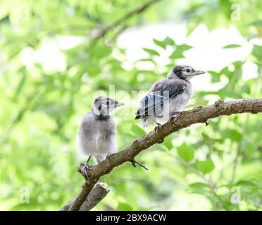 Zwei Baby Blue Jays auf Baumzweig thront. Stockfoto