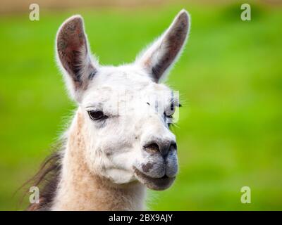 Lama-Porträt. südamerikanisches Säugetier. Nahaufnahme mit grünem Grashintergrund. Stockfoto