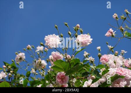 Nahaufnahme von blassrosa Blüten von Wanderrosen oder Kletterrosen gegen blauen Himmel, verträumter Blütenstand in einem romantischen Landhausgarten im Frühauflauf Stockfoto