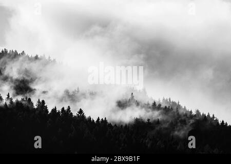 Wald afrer Regen. Dunkler Baum und helle Wolken aus verdampfenden Wasser. Stockfoto