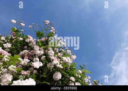 Nahaufnahme von blassrosa Blüten von Wanderrosen oder Kletterrosen gegen blauen Himmel, verträumter Blütenstand in einem romantischen Landhausgarten im Frühauflauf Stockfoto