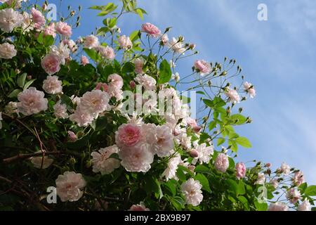 Nahaufnahme von blassrosa Blüten von Wanderrosen oder Kletterrosen gegen blauen Himmel, verträumter Blütenstand in einem romantischen Landhausgarten im Frühauflauf Stockfoto