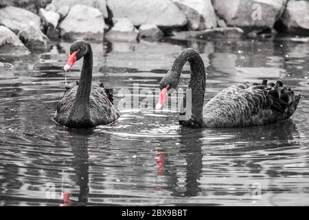 Zwei schwarze Schwäne im Wasser. Schwarz-Weiß-Bild mit selektiver Farbgebung - rote Schnäbel. Stockfoto