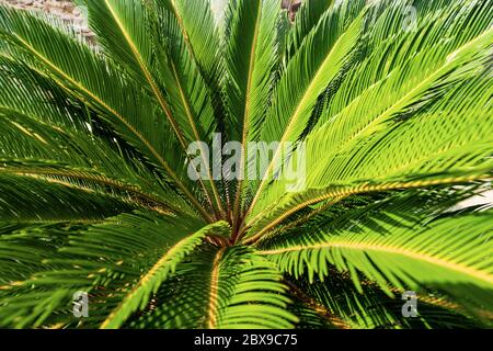 Nahaufnahme einer Cycas revoluta-Pflanze. Grüne Blätter im Sommer, Vollrahmen Stockfoto