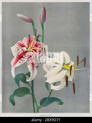 Lily; Kazumasa Ogawa (japanisch, 1860 - 1929); Yokohama, Japan; 1896; Handkoloriertes Kollotyp Stockfoto