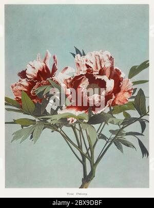 Baumpeony, handkoloriertes Kollotyp von einigen japanischen Blumen (1896) von Kazumasa Ogawa. Original aus dem J. Paul Getty Museum. Stockfoto