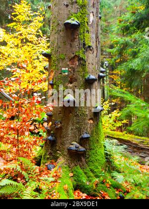 Polyporen Pilze auf einem Baumstamm in bunten Herbst Urwald. Stockfoto