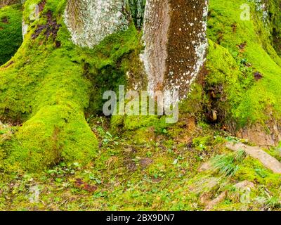 Baumstamm von hellgrünem Moos bedeckt. Stockfoto