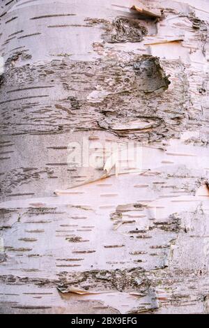 Nahaufnahme der Textur der Rinde einer Silberbirke Stockfoto