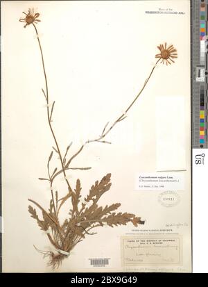 Leucanthemum vulgare Lam Leucanthemum vulgare Lam. Stockfoto