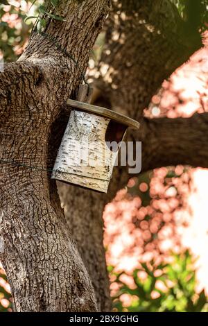 Vogelhaus mit einem Birkenstamm auf einem Olivenbaum gemacht Stockfoto