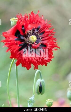 Juni Blume Rot Opium Mohn Papaver somniferum Stockfoto