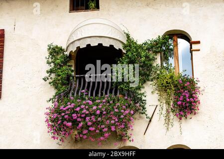 Nahaufnahme eines Balkons und eines Fensters mit schönen rosa Geranien und grünem Jasmin. Feltre Altstadt, Provinz Belluno, Venetien, Italien, Südeuropa Stockfoto