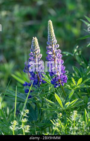 Großblättrige Lupine (Lupnus polyphyllus) auch bekannt als Großblättrige Lupine, Blaublättrige Lupine, Großblättrige Lupine, Vielblättrige Lupine und wilde Lupine Stockfoto