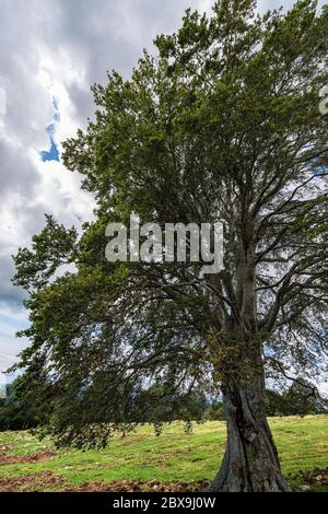 Große Buche mit grünen Blättern in den Bergen. Italienische Alpen, Italien, Europa Stockfoto