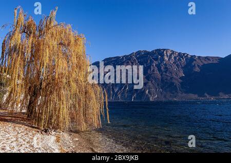 Gelb-orange Trauerweide (Salix babylonica) im Winter. Strand des Dorfes Limone sul Garda, mit dem Gardasee und dem Monte Baldo, Stockfoto