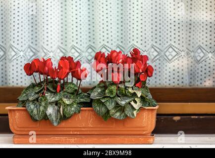 Nahaufnahme eines Blumentopfes mit roten Cyclamen (Cyclamen Persicum) auf einer Fensterbank mit einem weißen Vorhang Stockfoto