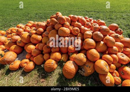 Ernte von frischen Orangenkürbissen zum Verkauf auf einem grünen Gras in Bayern, Deutschland, Europa Stockfoto