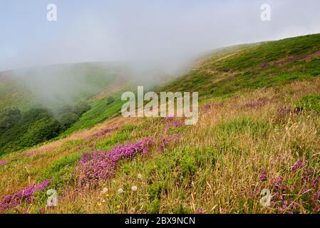 Nebel rollt über Cosgate Hügel in der Nähe von County Gate Parkplatz auf der A39 Somerset, England an einem sonnigen Sommertag. Teil des Exmoor National Park Stockfoto