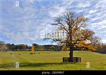 Profilansicht eines Ahornbaums und Pferde, die im Herbst auf einer Weide auf einer Farm in Ontario grasen Stockfoto